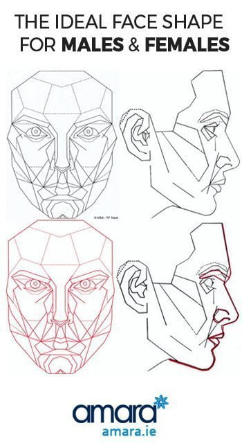 the ideal face shape for males and females