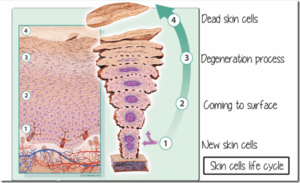skin cell cycle